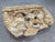 This impressive Neptune fountain head is a work of art carved in marble depicting the Roman god of the sea. The force in...