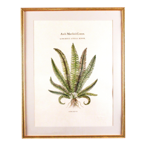 Original Vintage Custom Botanical Fern Prints with Makers Stamp