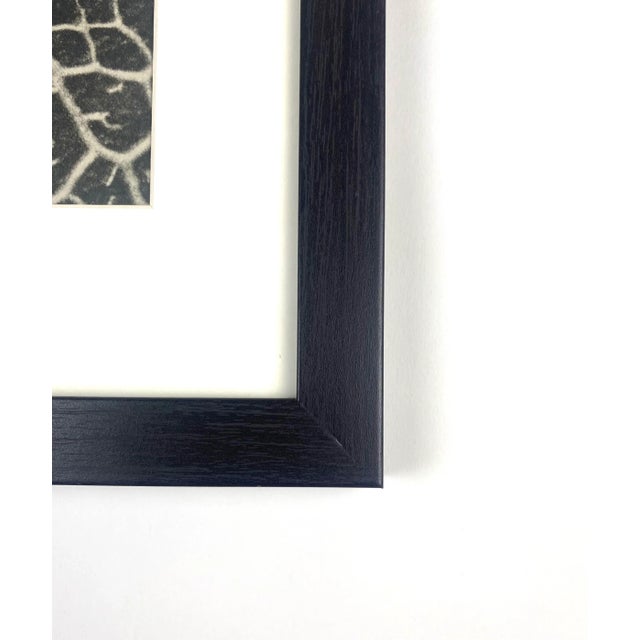 Photorealism Framed Vintage Botanical Blossfeldt Print - No. 116 For Sale - Image 3 of 5