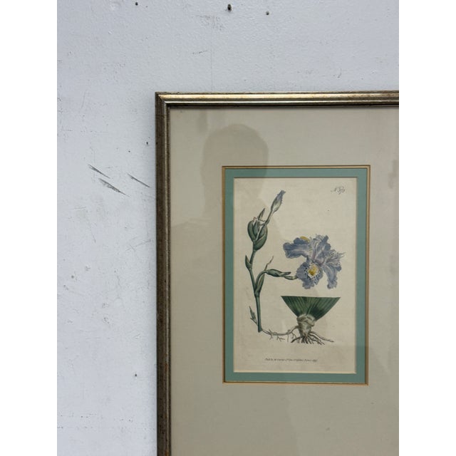 William Curtis "Chinese Iris" Botanical Print, Framed For Sale In San Francisco - Image 6 of 12