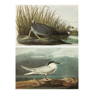 1966 Vintage Cottage Print "Sandwich Tern & American Coot" After John James Audubon