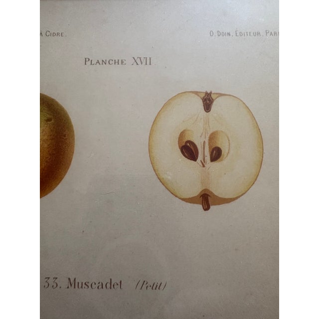 Series of 4 19th C Hand Colored Engravings of Apples For Sale - Image 11 of 17