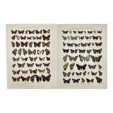 1910s Adalbert Seitz Butterfly Prints – Hesperia Apostictopterus & Erycinidae Ismene (C. 1909–1915), Set of 2 For Sale