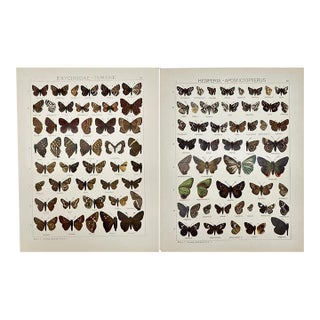 1910s Adalbert Seitz Butterfly Prints – Hesperia Apostictopterus & Erycinidae Ismene (C. 1909–1915), Set of 2 For Sale