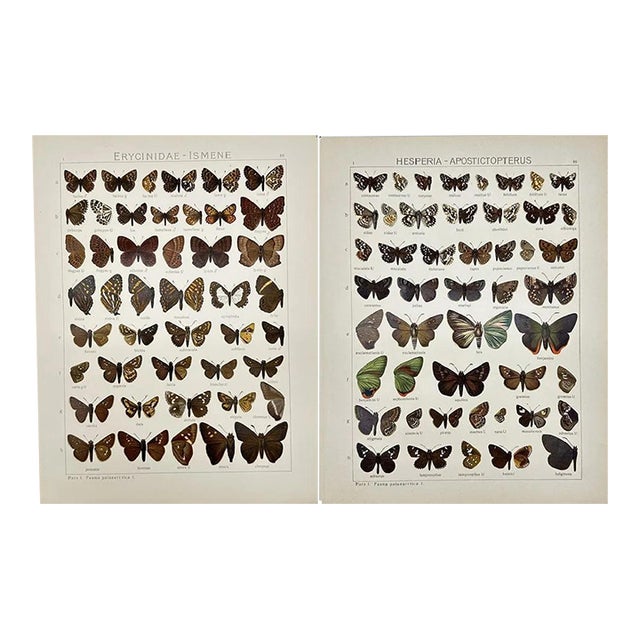 1910s Adalbert Seitz Butterfly Prints – Hesperia Apostictopterus & Erycinidae Ismene (C. 1909–1915), Set of 2 For Sale