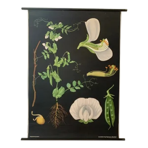 Mid 20th Century Vintage Botanical Study Poster