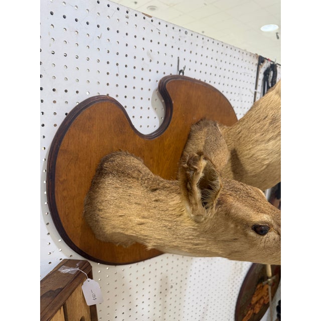 Animal Skin Pair of Whitetail Deer Head Shoulder Mounts Taxidermy Buck & Doe 26x16 For Sale - Image 7 of 8