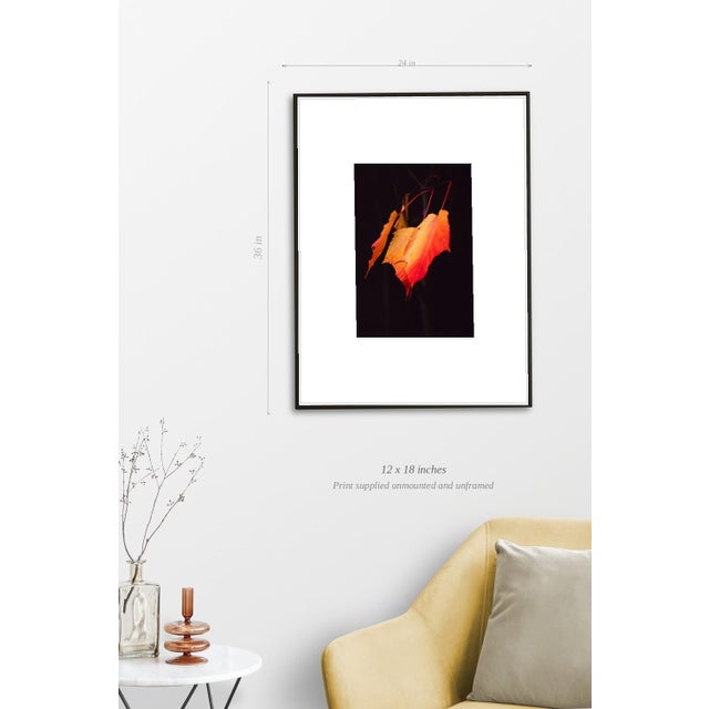 Paul Cooklin, Maple Leaves, Edition of 50 For Sale - Image 4 of 7