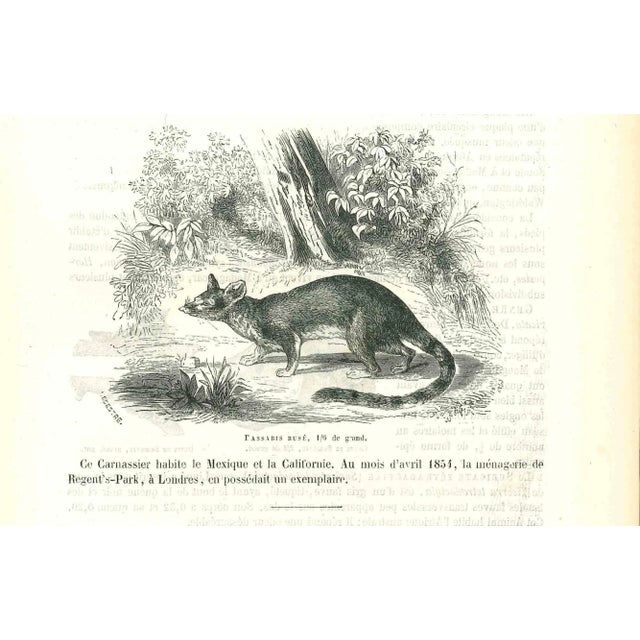 Paul Gervais (Paris, 26 September 1816 - 10 February 1879) was a French zoologist and paleontologist, obtained a doctorate...