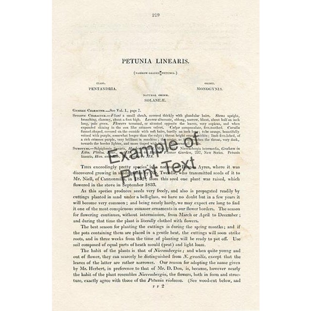 Illustration 1839, Monkeyflower Botanical Print From Joseph Paxton, Original Antique Botanical Print, Lithograph, Hand-Colored, England For Sale - Image 3 of 3