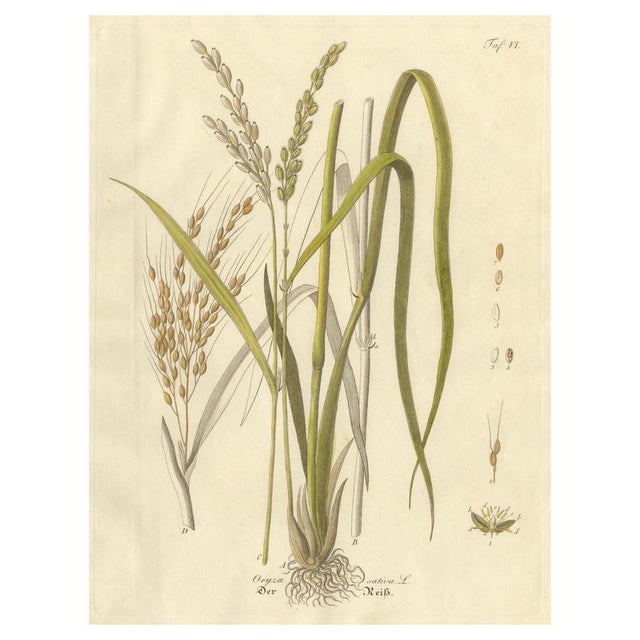 Antique Rice Botanical Print Oryza Sativa, 1831 For Sale - Image 10 of 10