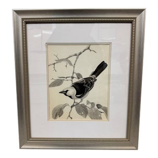 Larry Haines Loggerhead Shrike Series Bird Study Drawing, Framed For Sale