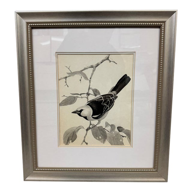 Larry Haines Loggerhead Shrike Series Bird Study Drawing, Framed For Sale