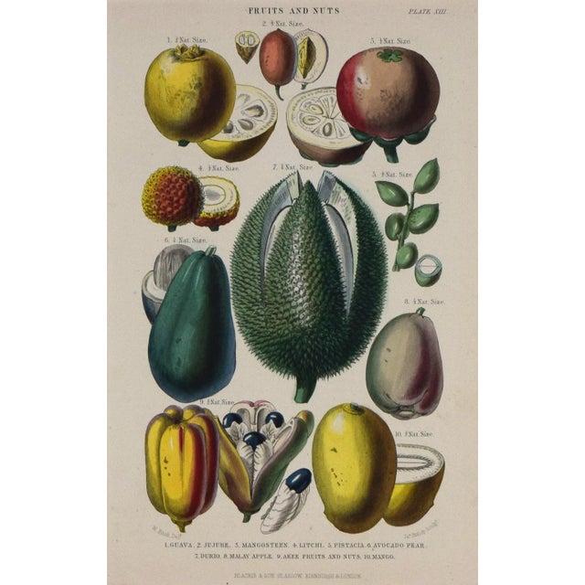 Realism 19th C Antique Hand Colored Tropical Fruit Print by William Rhind, London 1874 For Sale - Image 3 of 7