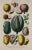 Realism 19th C Antique Hand Colored Tropical Fruit Print by William Rhind, London 1874 For Sale - Image 3 of 7