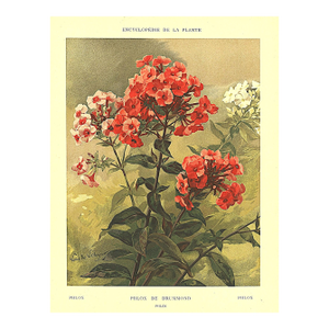1903 Antique French Botanical Chromolithograph-Phlox-Documentation