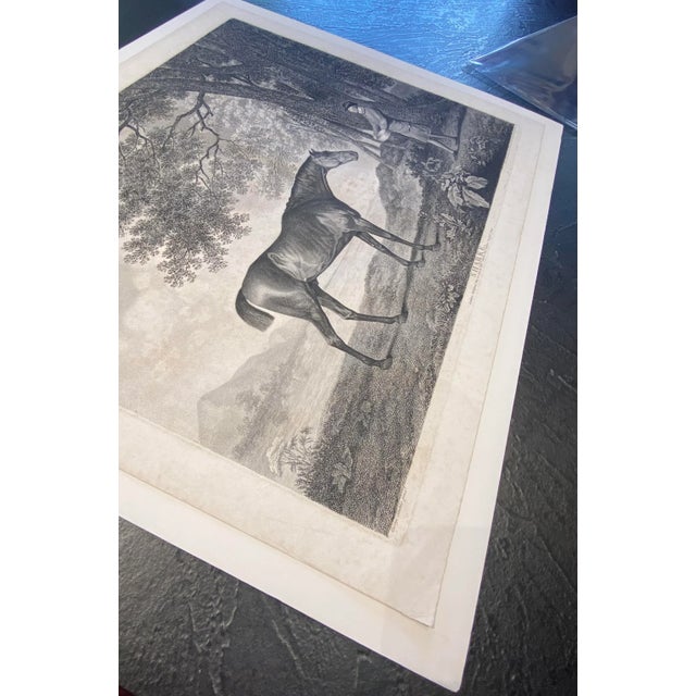 Metal Late 18th Century "Sharke" Horse, Original Engraving After Stubbs, Unframed For Sale - Image 7 of 7