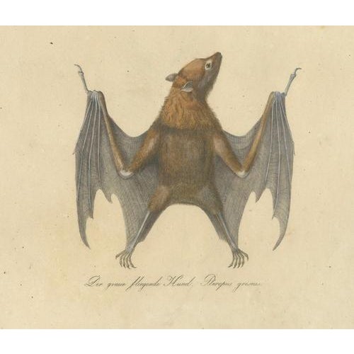 Karl Joseph Brodtmann, Flying Fox Bat, 1816, Lithograph For Sale - Image 3 of 9