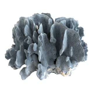 Natural Blue Coral Specimen For Sale