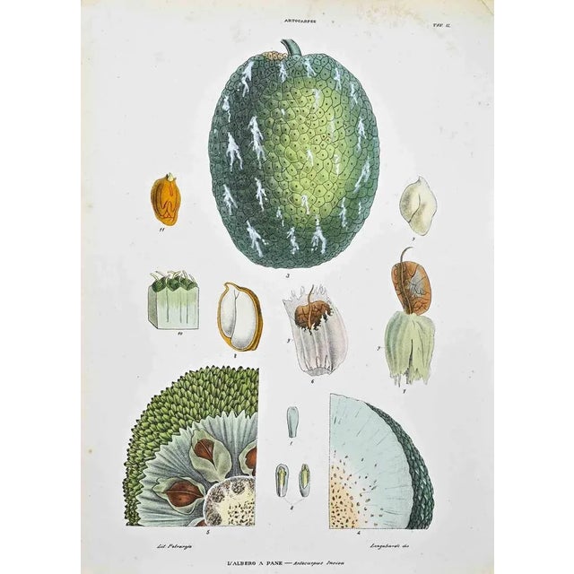 Lithograph hand watercolored. Plate from "Atlante di Botanica popolare ossia Illustrazione di Piante Notevoli di ogni...