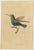 Paper Jardine, Hummingbird Bird Prints, Handcolored Fiery-Tailed Hummingbirds, 1837, Paper For Sale - Image 7 of 12