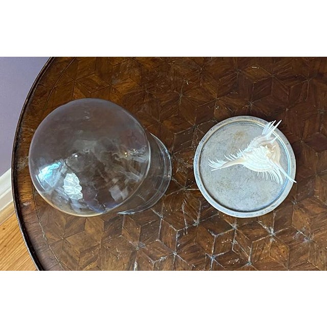 Decorative Shell Murex Venus Comb With Glass Dome For Sale - Image 4 of 11