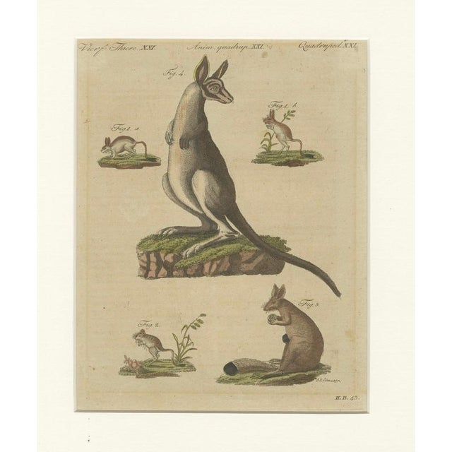 Hollywood Regency Bertuch, Kangaroo, Wallaby & Hopping Mammals, 1795, Engraving For Sale - Image 3 of 10