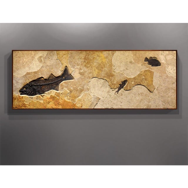 This Collector-sized fossil mural was quarried from our Fossil Lake stone layer. Found in the famous 18 stone layer of the...