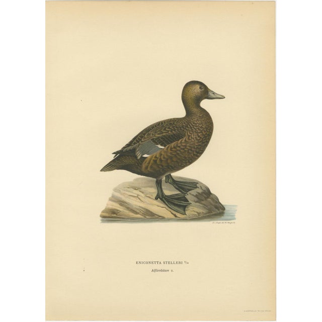 Antique Stellers Eider Duck Lithographs with Male and Female Pair, Sweden, 1929, Set of 2 For Sale - Image 3 of 9
