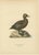 Antique Stellers Eider Duck Lithographs with Male and Female Pair, Sweden, 1929, Set of 2 For Sale - Image 3 of 9