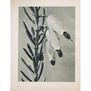 1935 Karl Blossfeldt Photogravure N93-94 For Sale