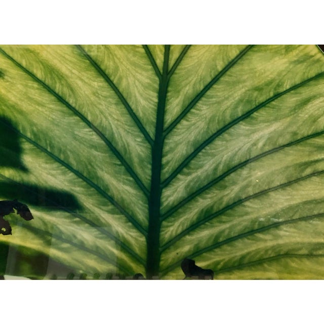 Printmaking Materials Evelyn Lauder, Luminous Leaf Color Photo C Print Foliage Vintage Plant Photograph Evelyn Lauder, 1999 For Sale - Image 7 of 10