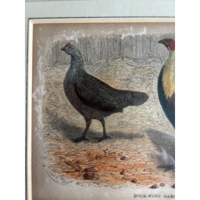 Hand-Colored Print of Exotic Chickens For Sale - Image 4 of 7