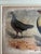 Hand-Colored Print of Exotic Chickens For Sale - Image 4 of 7