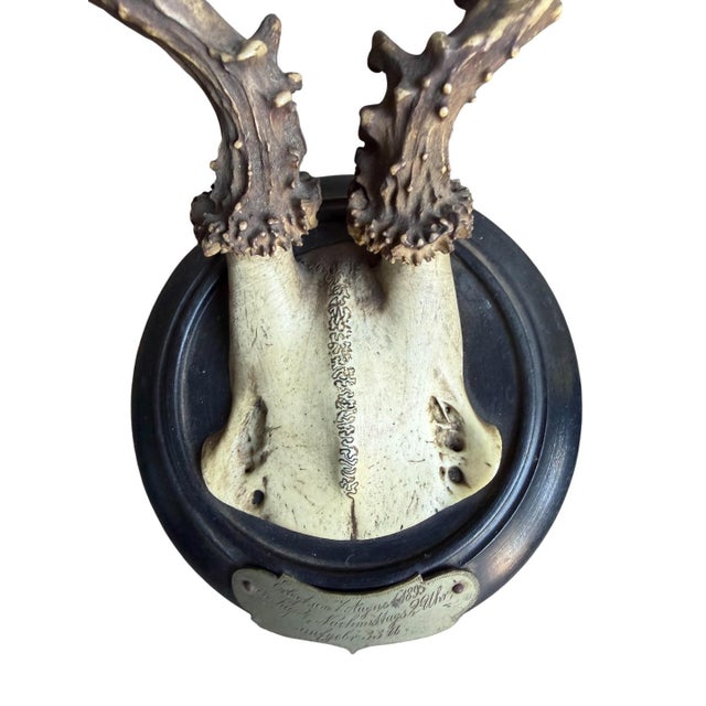 Cabin Set of 3 Roe Deer Trophies With Attached Metal Banner 1895 For Sale - Image 3 of 7