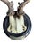 Cabin Set of 3 Roe Deer Trophies With Attached Metal Banner 1895 For Sale - Image 3 of 7