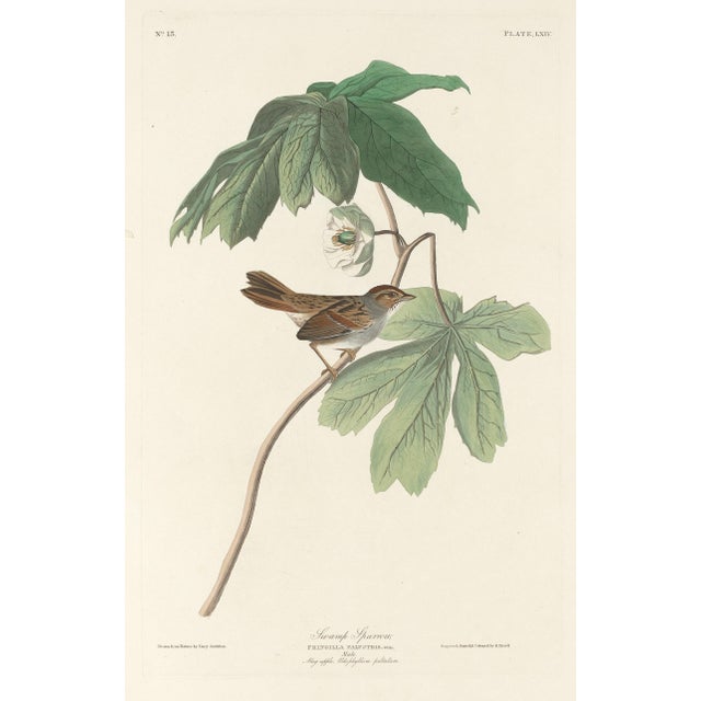 1960s Vintage Reproductions of 1966 John James Audubon Prints— Sparrow, Warbler, Woodpecker, Starling, Swallow and Catcher - Collection of 4 For Sale - Image 5 of 9
