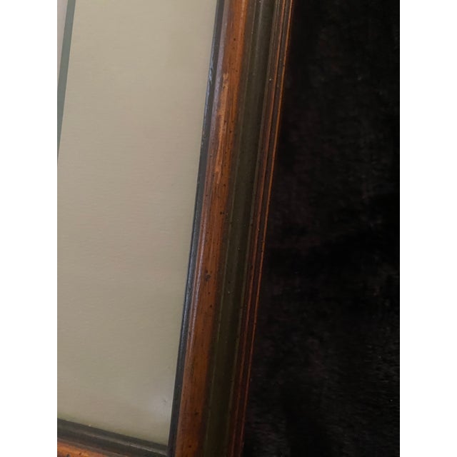 Mid-Century Framed Mark Catesby "Gordonia Loblolly Bay" Botanical Print, Coffey & Thompson For Sale In Miami - Image 6 of 12