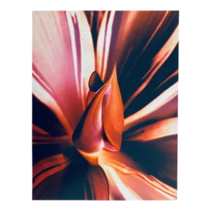 Jeffrey Rothstein, Flora Fauna Series Vintage Color Photograph Abstract Flower Fuji Crystal Photo, c.1998
