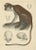 Olive Colobus Monkey, 1853, Paper For Sale
