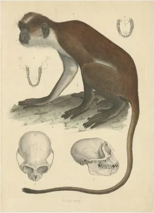 Olive Colobus Monkey, 1853, Paper