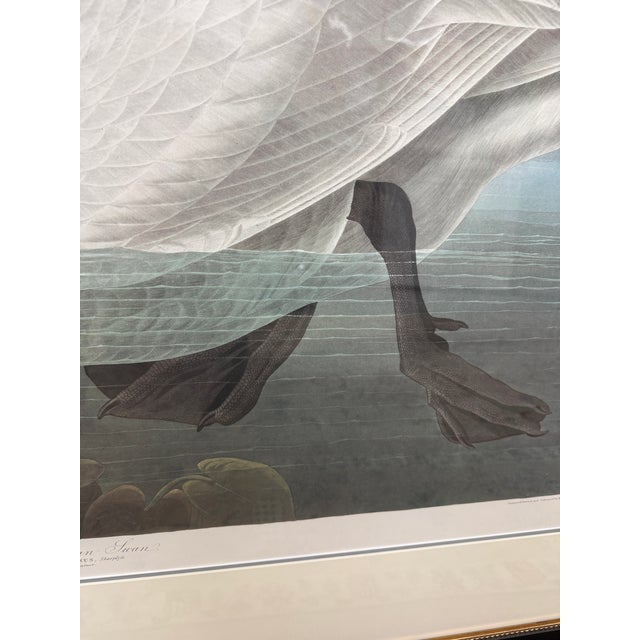John James Audubon Birds of America Collection Common American Swan Original Print, Signed For Sale - Image 9 of 12