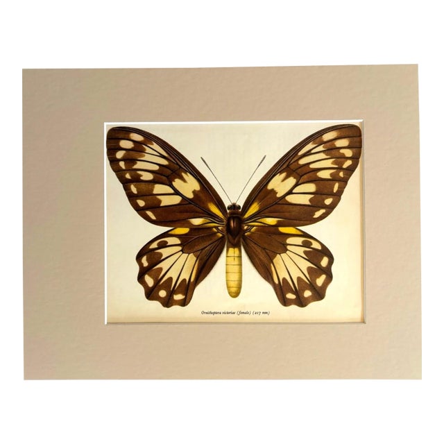 Vintage 1965 Butterfly Print in 11x14 Mat: Ornithoptera Victoriae (Female), EUC For Sale
