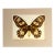 Vintage 1965 Butterfly Print in 11x14 Mat: Ornithoptera Victoriae (Female), EUC For Sale