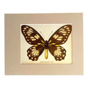 Vintage 1965 Butterfly Print in 11x14 Mat: Ornithoptera Victoriae (Female), EUC