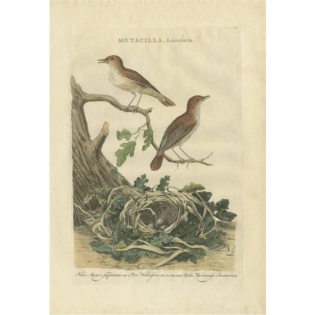 Sepp & Nozeman, Bird Illustration of the Nightingale, 1789, Print For Sale