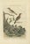Sepp & Nozeman, Bird Illustration of the Nightingale, 1789, Print For Sale