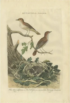 Sepp & Nozeman, Bird Illustration of the Nightingale, 1789, Print