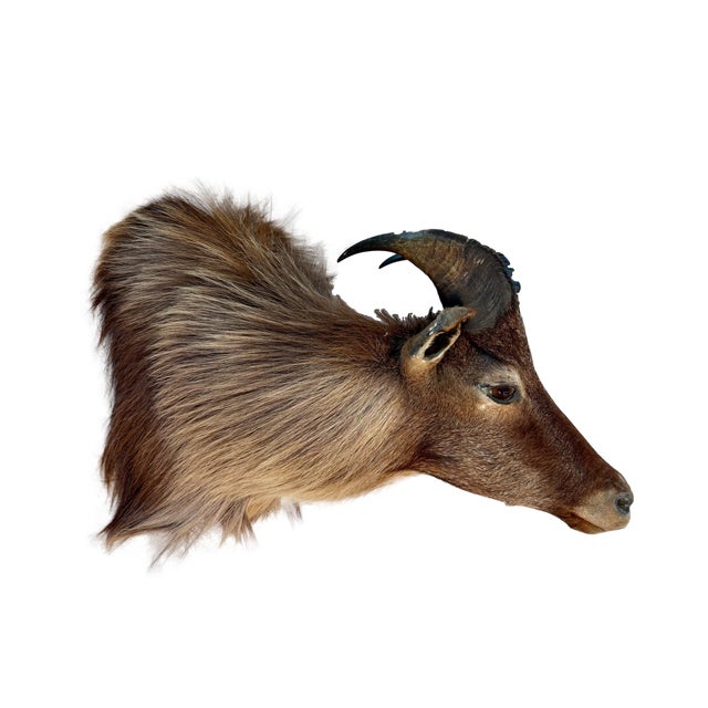 Himalayan Tahr Taxidermy Shoulder Mount For Sale In Los Angeles - Image 6 of 8