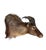 Himalayan Tahr Taxidermy Shoulder Mount For Sale In Los Angeles - Image 6 of 8